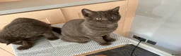 British Shorthair cats for sale: Beautiful chocolate female  - Advert 6