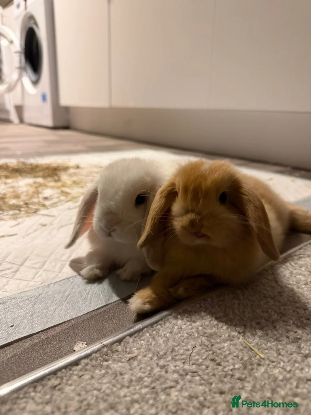 Mini Lop rabbits for sale: 2 mini lops white/light brown  in Cheltenham - Advert 5