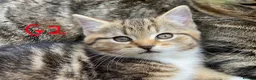 European cats for sale: 3 kittens for sale - Advert 9