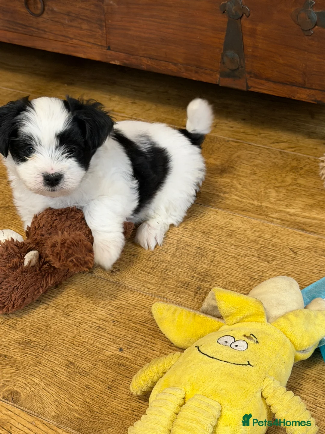 Havanese dogs for sale: GORGEOUS FULL PEDIGREE HAVANESE PUPPIES - Advert 2