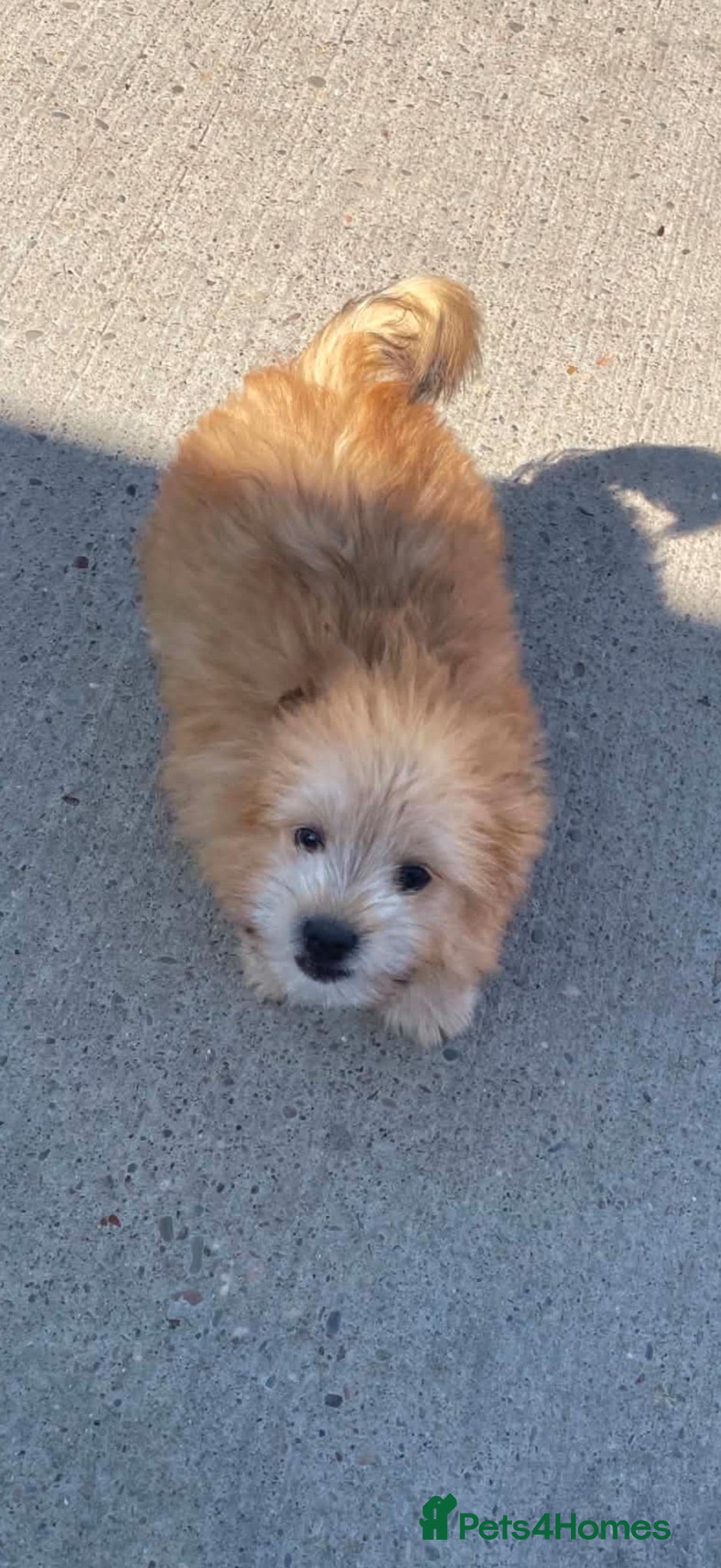 Mixed Breed dogs Pom jack puppy for sale  - Advert 8