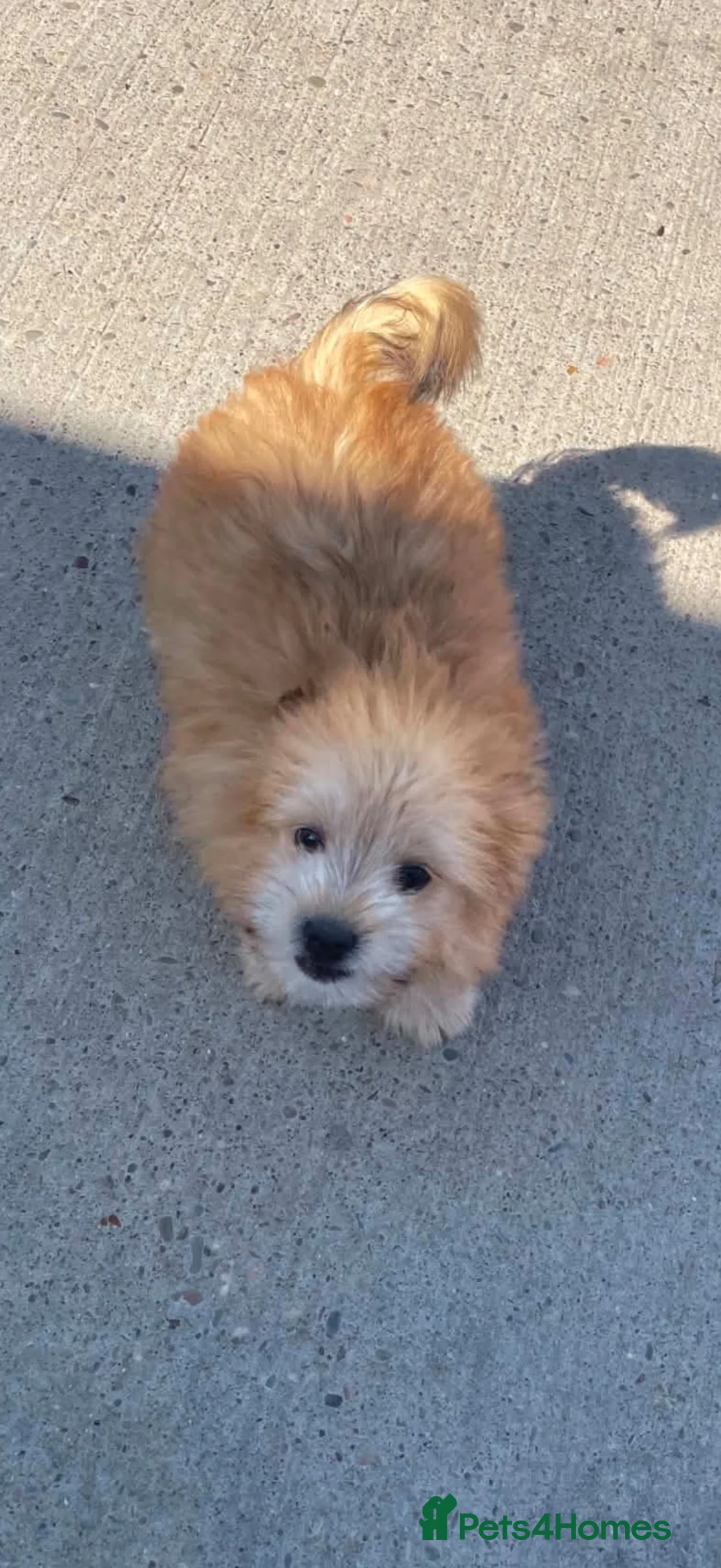 Mixed Breed dogs for sale: Pom jack puppy for sale  - Advert 1