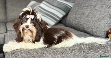 Biewer Terrier dogs - Advert 6