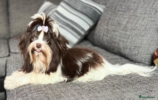 Biewer Terrier dogs - Advert 1