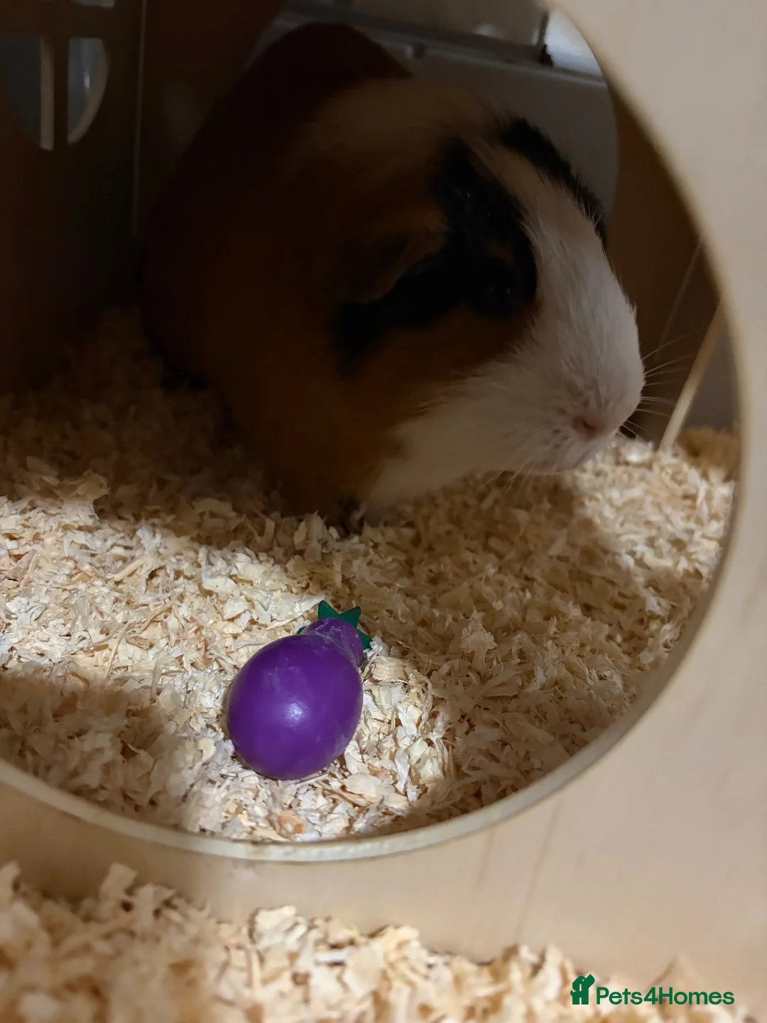 Guinea Pig rodents for sale: Single male gunnie pig ! Needs home asap !!! in Coventry - Advert 2