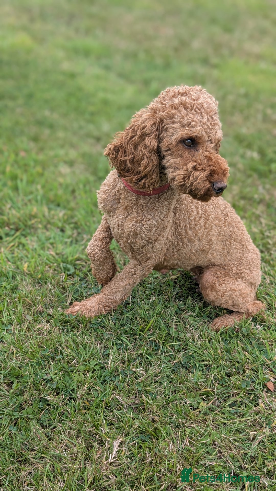 Miniature Poodle dogs for sale: Red miniature poodle puppies!! in Stafford - Image 14