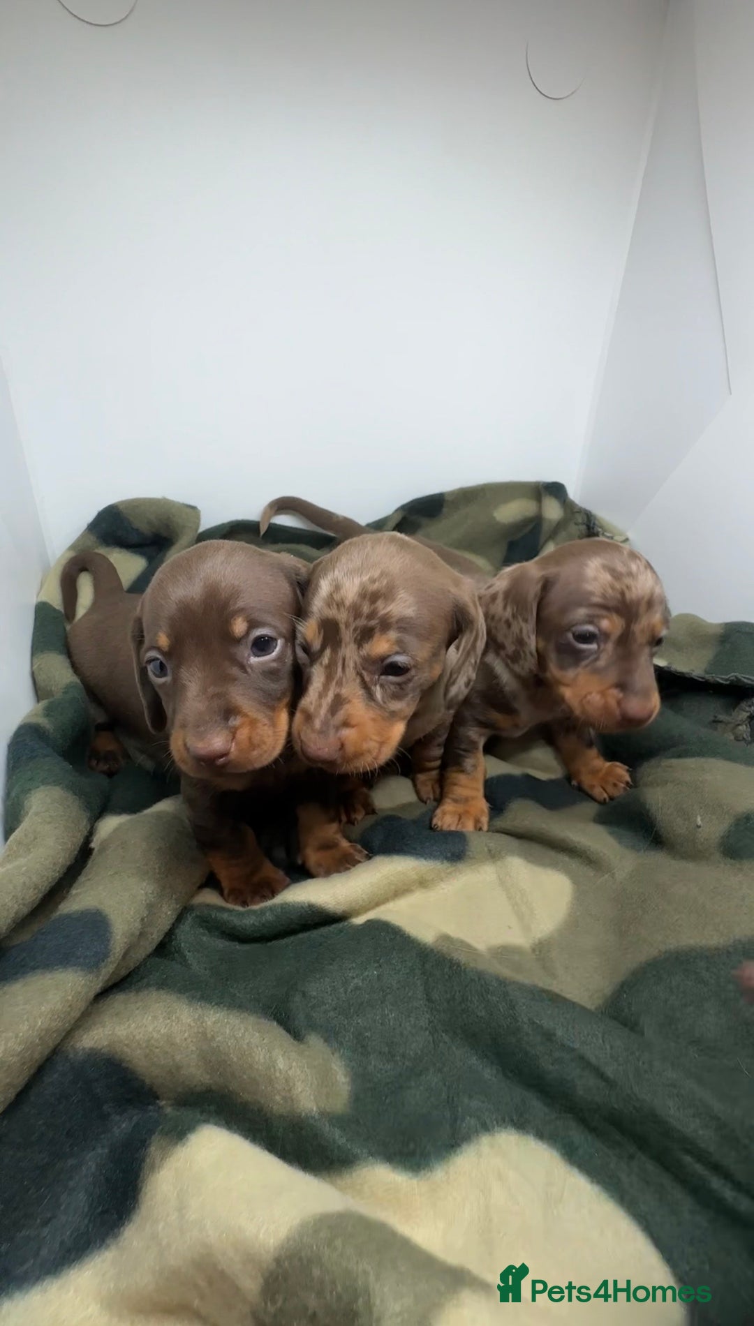 Miniature Dachshund dogs for sale: 3 Champion Line KC Miniature Dachshund Puppies  - Advert 4