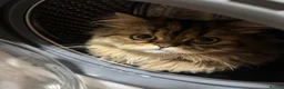 Persian cats for stud: Proven Persian Stud Cat  - Advert 2
