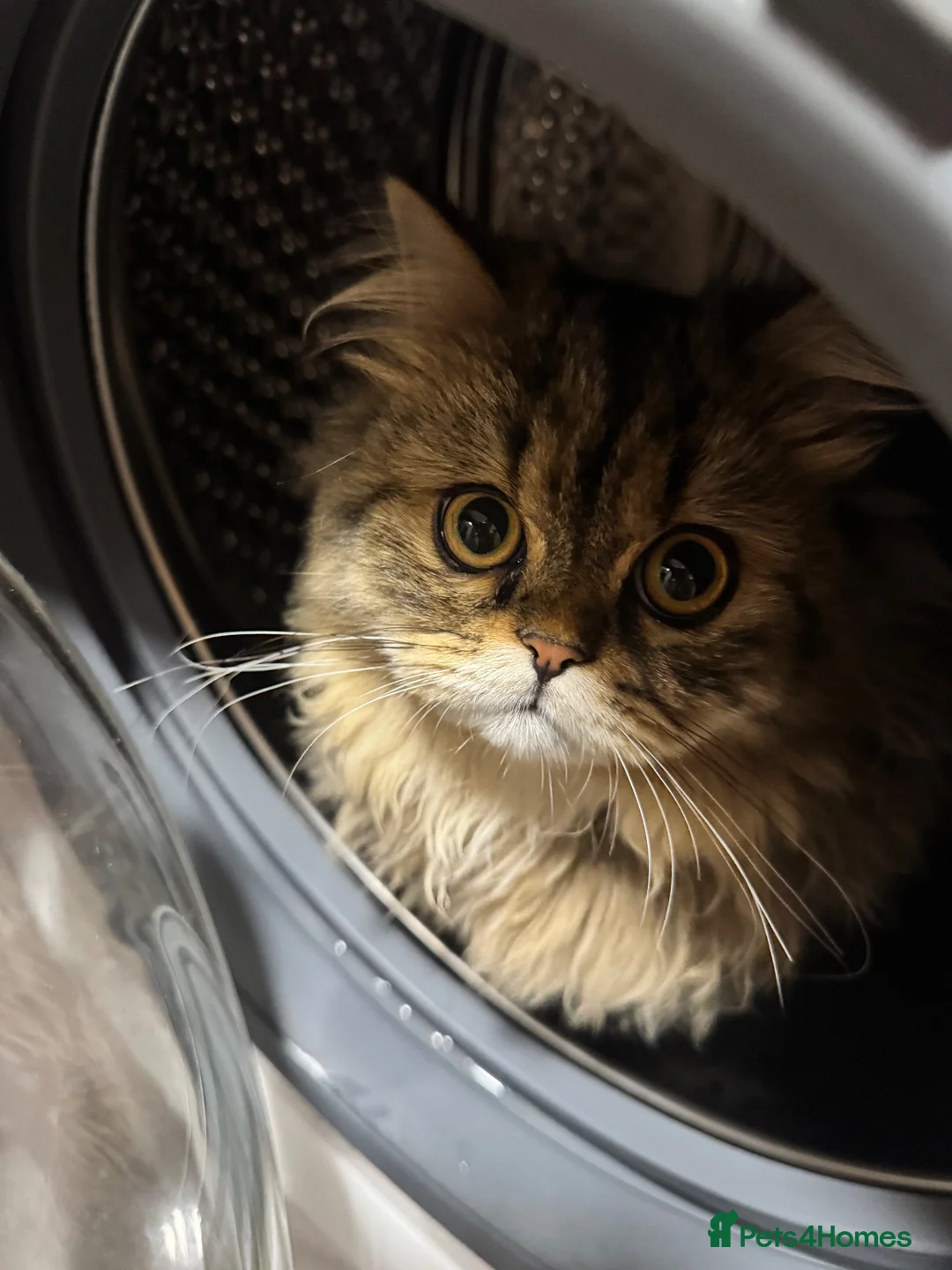 Persian cats for stud: Proven Persian Stud Cat  - Advert 2