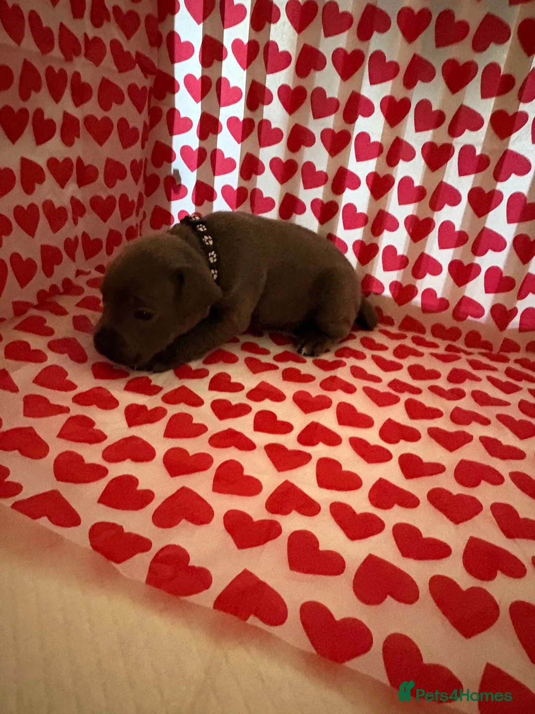 Staffordshire Bull Terrier dogs for sale: Blue staffy puppies, kent - Advert 10