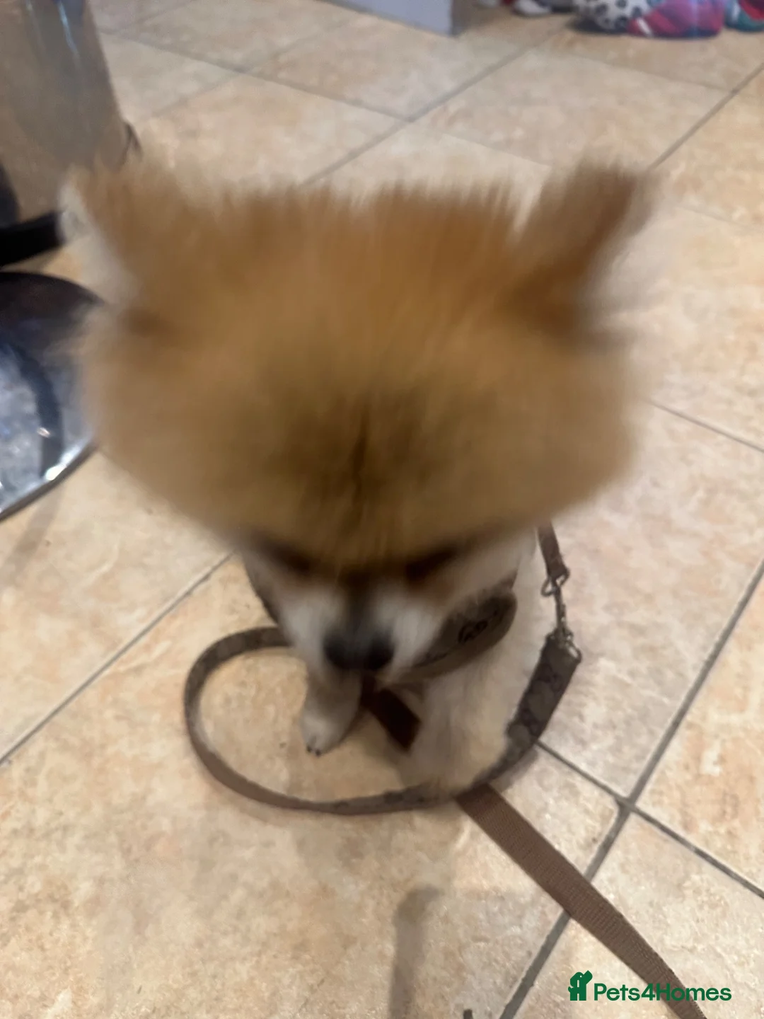 Pomeranian dogs for adoption: Fendi in Birmingham - Advert 8