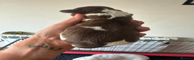 English Springer Spaniel 2