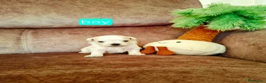 Maltese Puppy 1