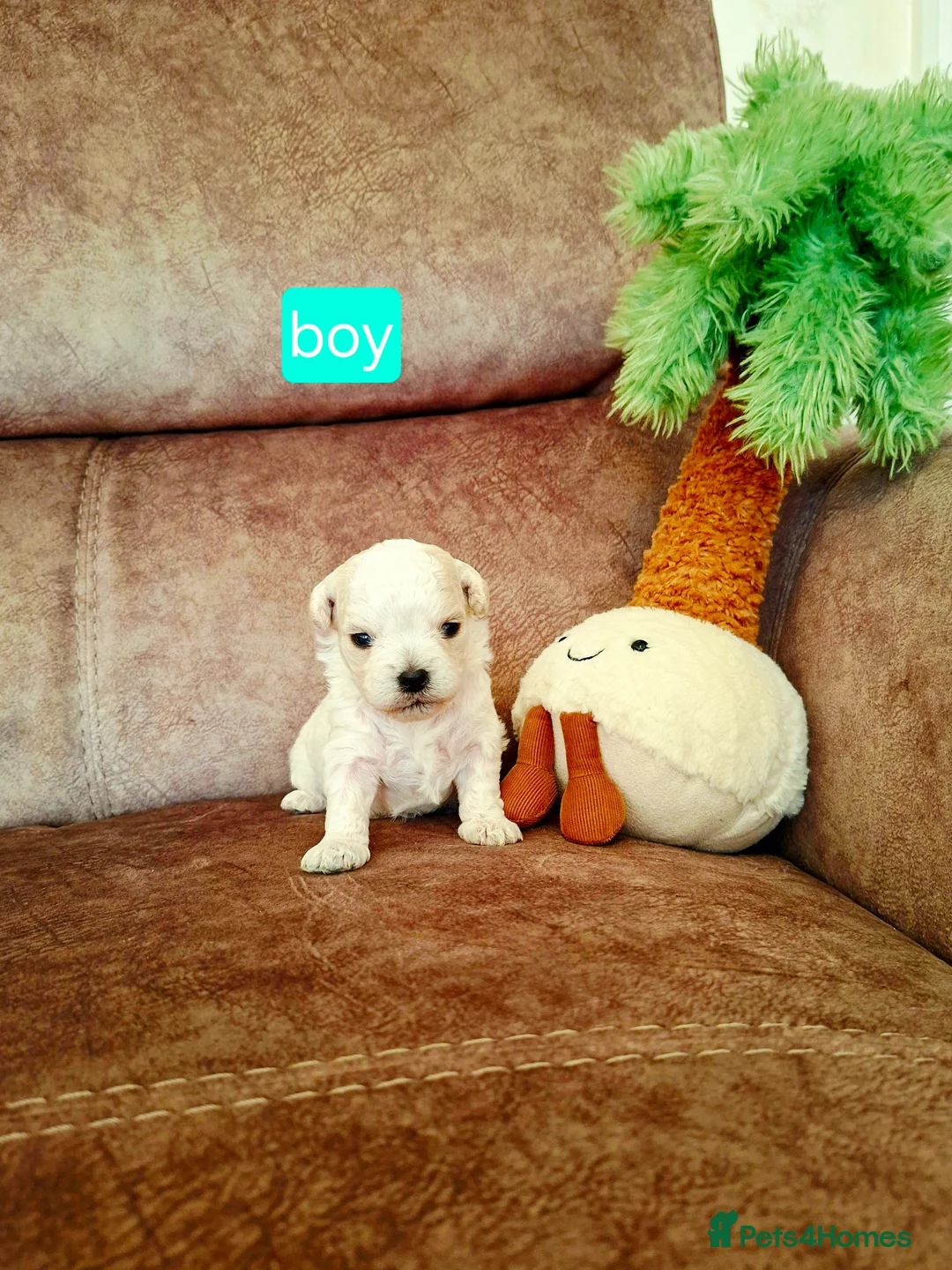 Maltese dogs for sale: Maltes puppies !! - Advert 2