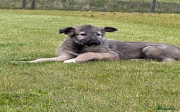 Irish Wolfhound dogs for sale: Irish wolfhound puppies - Image 7