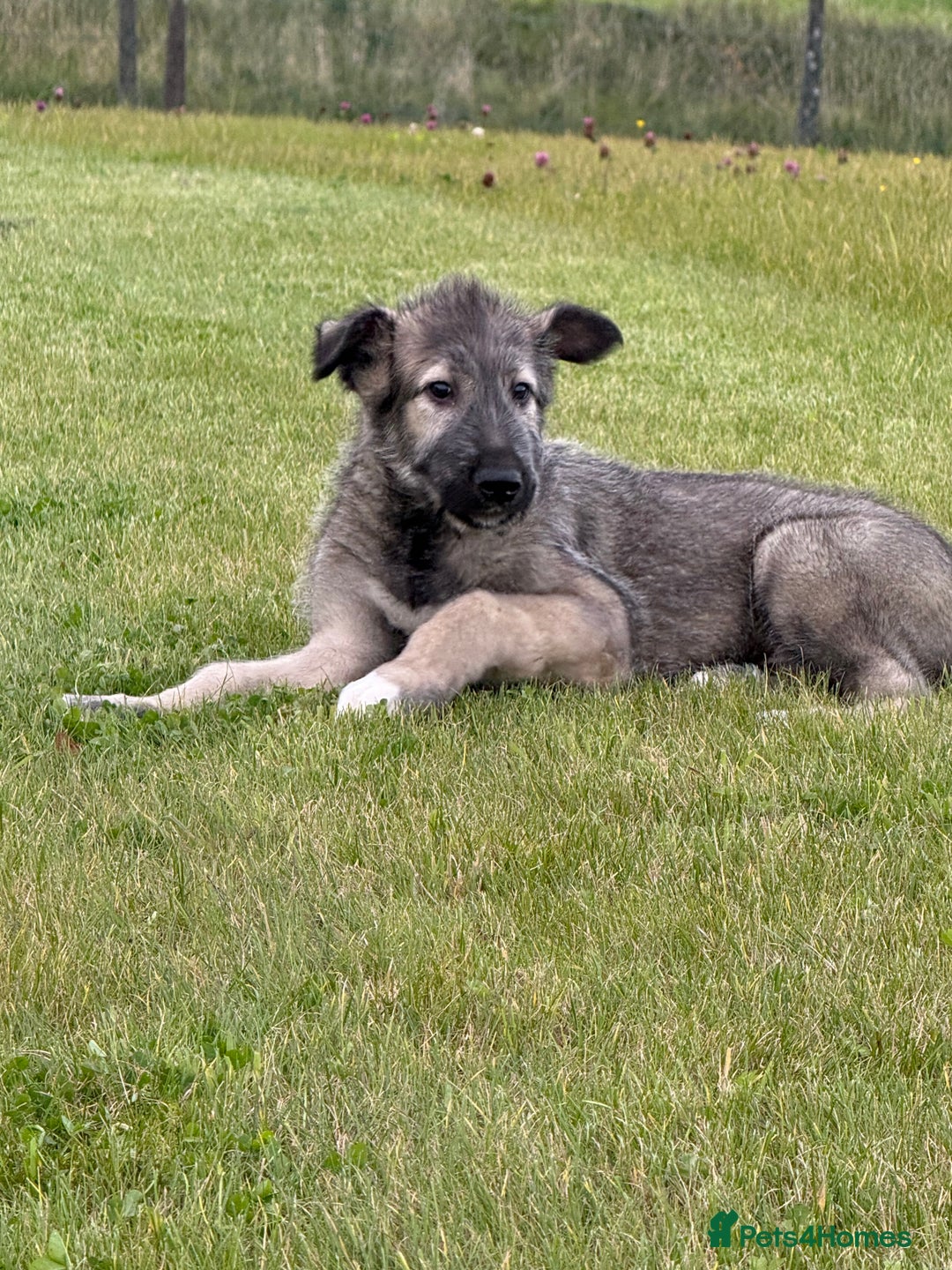 Irish Wolfhound dogs for sale: Irish wolfhound puppies - Image 7