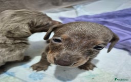 Dachshund dogs for sale: Standard daschunds - Image 5
