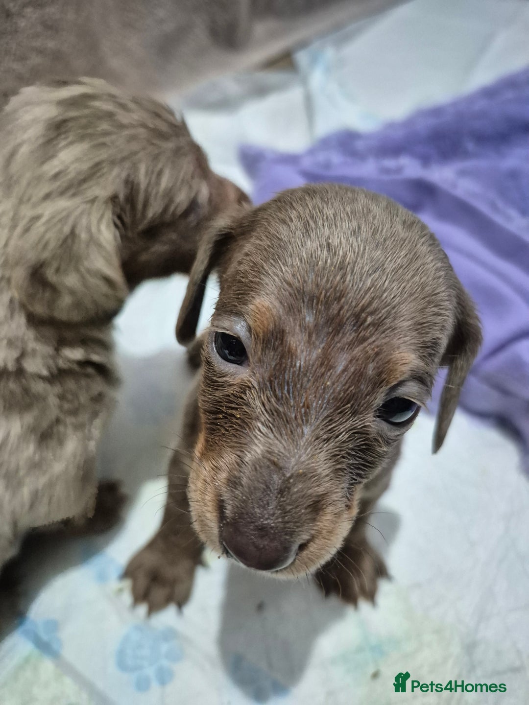 Dachshund dogs for sale: Standard daschunds - Image 5
