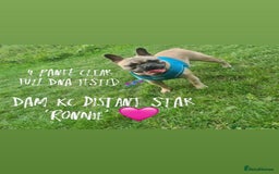 French Bulldog dogs for sale: Quality pups 4 Panel DNA Clear Gold Sierra Lines - Image 6