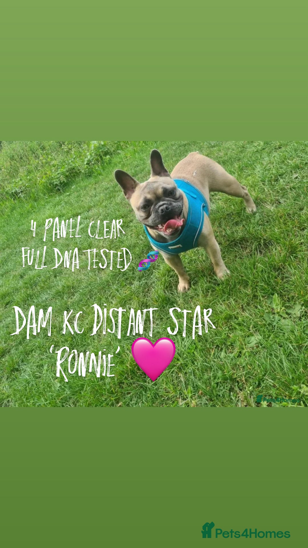 French Bulldog dogs for sale: Quality pups 4 Panel DNA Clear Gold Sierra Lines - Image 6