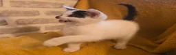 Mixed Breed cats for sale:  Ready to go to their forever homes - Advert 13