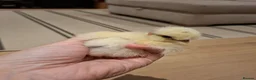 Chickens poultry for sale: Showgirl silkie chicks day old - Advert 6