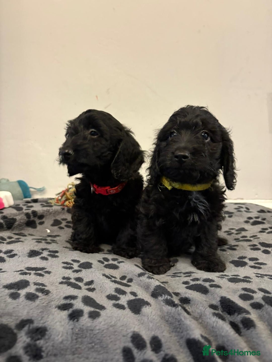 Mixed Breed dogs for sale: dixie pop puppies for sale - Image 17