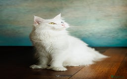 Maine Coon cats for sale: White Polydactyl boy / Russian import parents - Advert 4