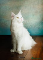 Maine Coon cats - Advert 13