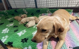 Labrador Retriever dogs for sale: Labrador puppies 5 gen pedigree health tested - Image 21