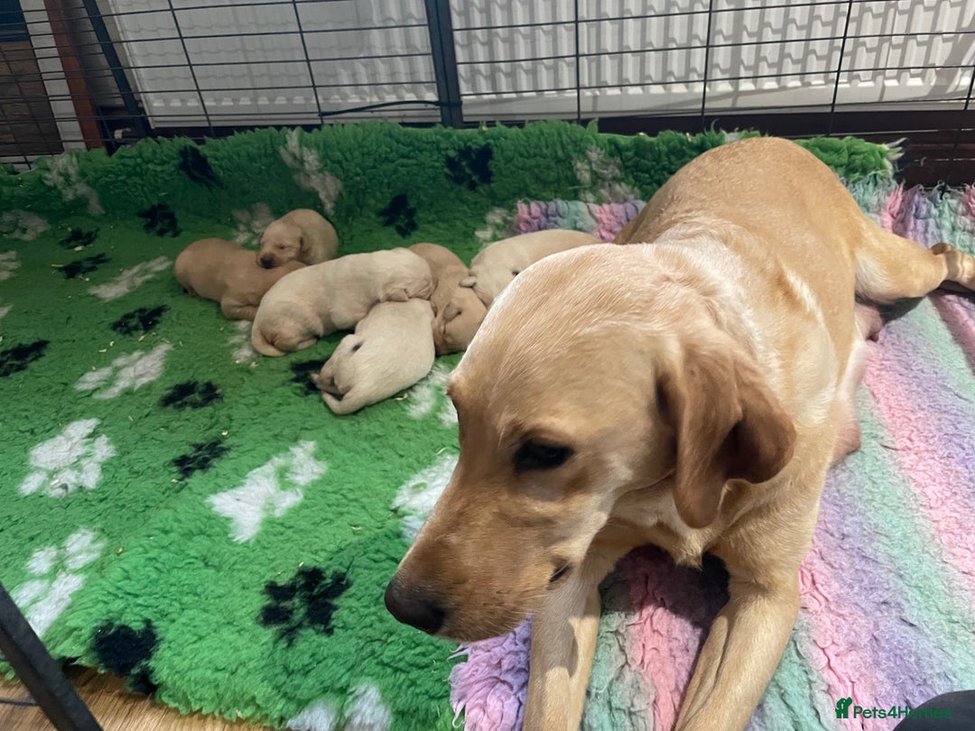 Labrador Retriever dogs for sale: Labrador puppies 5 gen pedigree health tested - Image 21