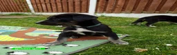Mixed Breed dogs for sale: Unique BLUE EYED  Labrador and Husky puppies - Advert 11