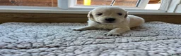 Golden Retriever dogs for sale: Health tested and KC-stunning golden retrievers  - Advert 19