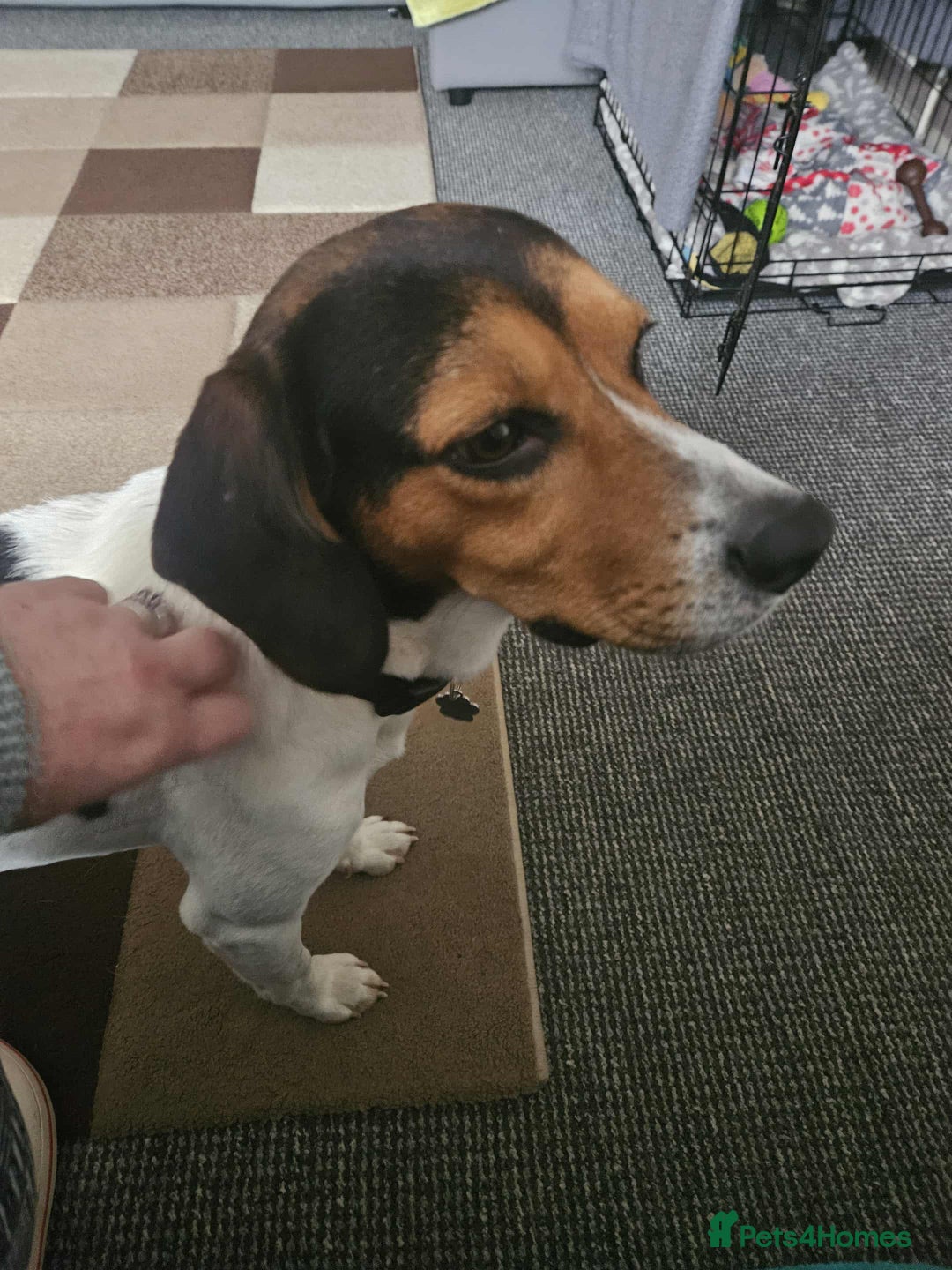 Beagle dogs for adoption: Cooper is in Hampshire & waiting for his family  - Advert 7