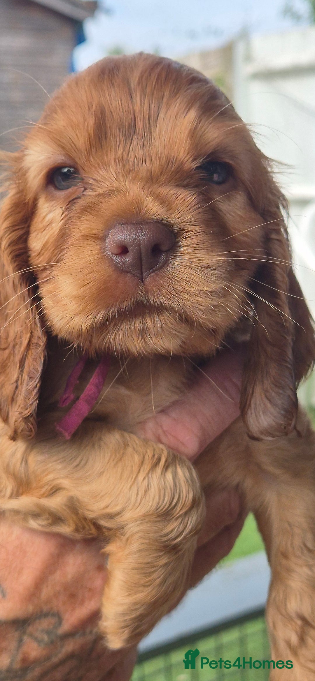 Cocker Spaniel dogs for sale: KC registered show cockers dna tested parents - Image 7