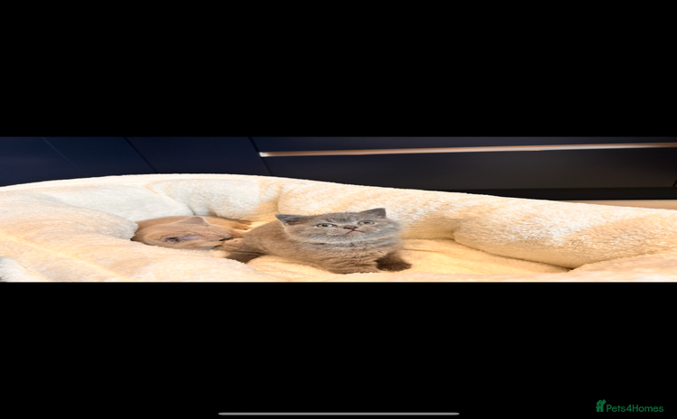 British Shorthair cats 🌈 GCCF fawn/blue 🏆Champion🏆 BSH teddy bears 🌈 - Advert 1