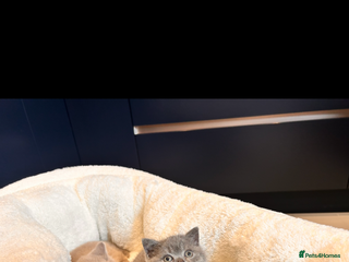 British Shorthair cats 🌈 GCCF fawn/blue 🏆Champion🏆 BSH teddy bears 🌈 - Advert 1