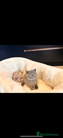 British Shorthair cats 🌈 GCCF fawn/blue 🏆Champion🏆 BSH teddy bears 🌈 - Advert 3