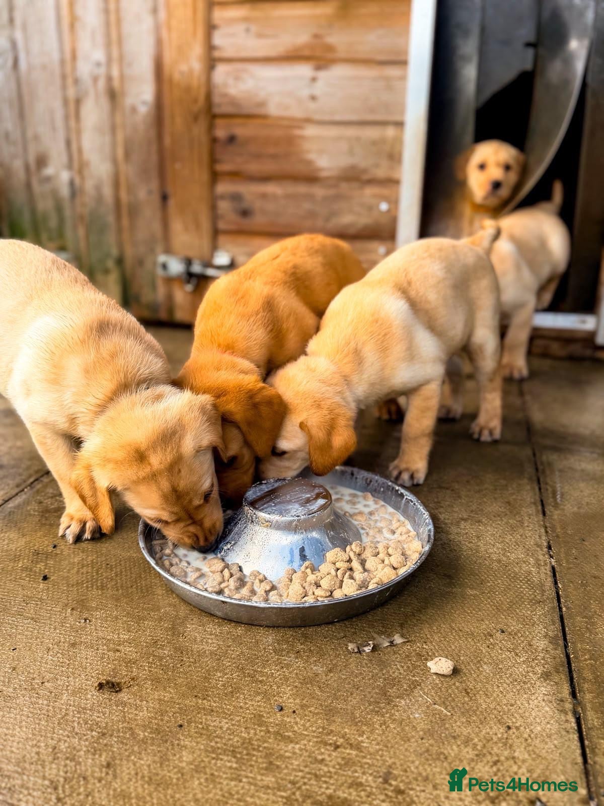 Labrador Retriever dogs KC Registered Labrador pups  - Advert 1