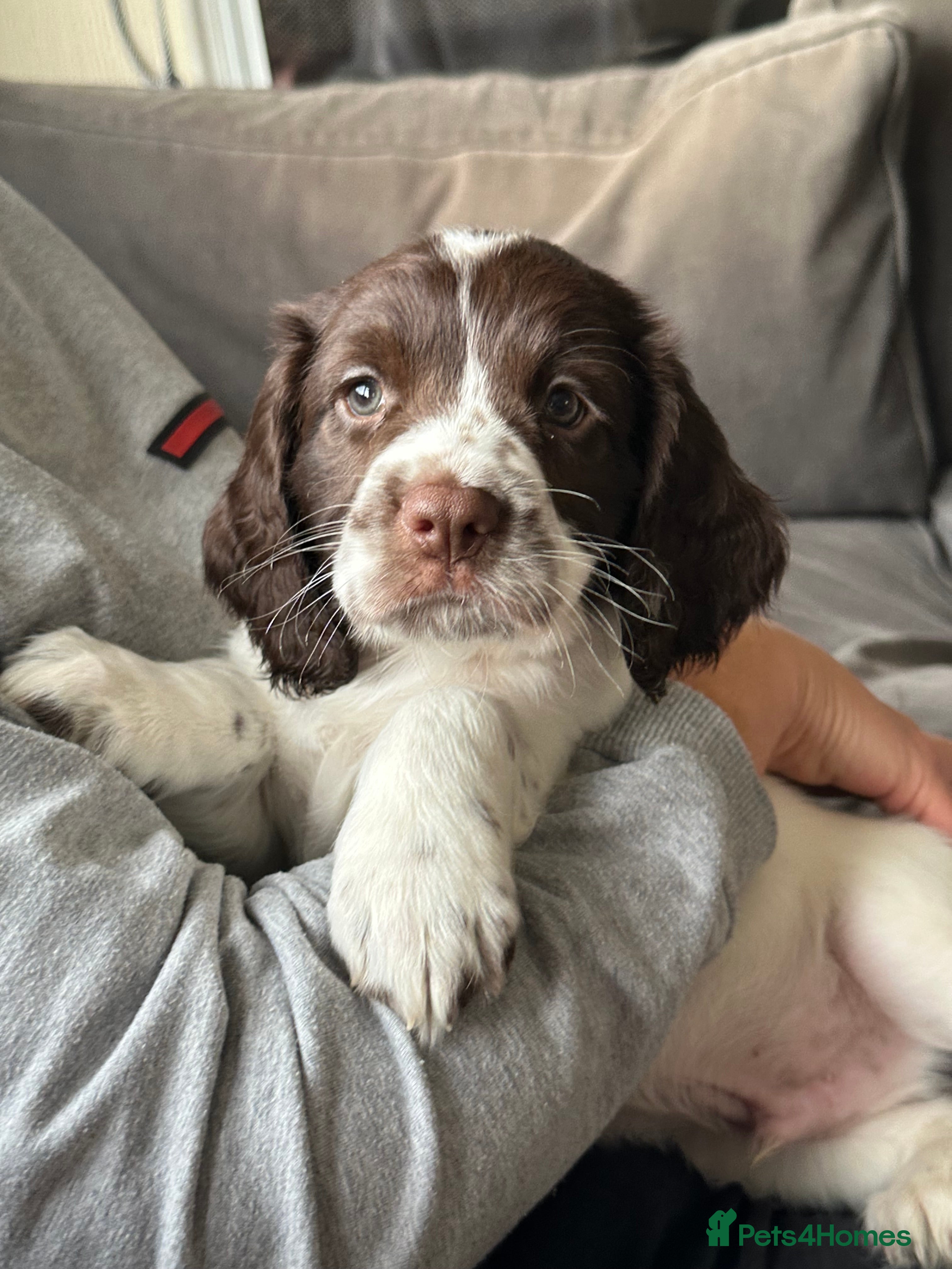 Mixed Breed dogs Cindy Lou’s beautiful puppies - Advert 2