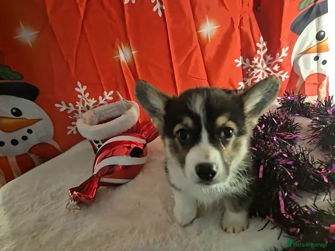 Welsh Corgi Pembroke dogs for sale: Kc reg Serbian lined bob & longtail - Advert 11