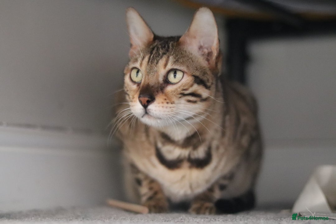 Bengal cats for sale: Exceptional Seal Sepia Bengal Queen  - Advert 18