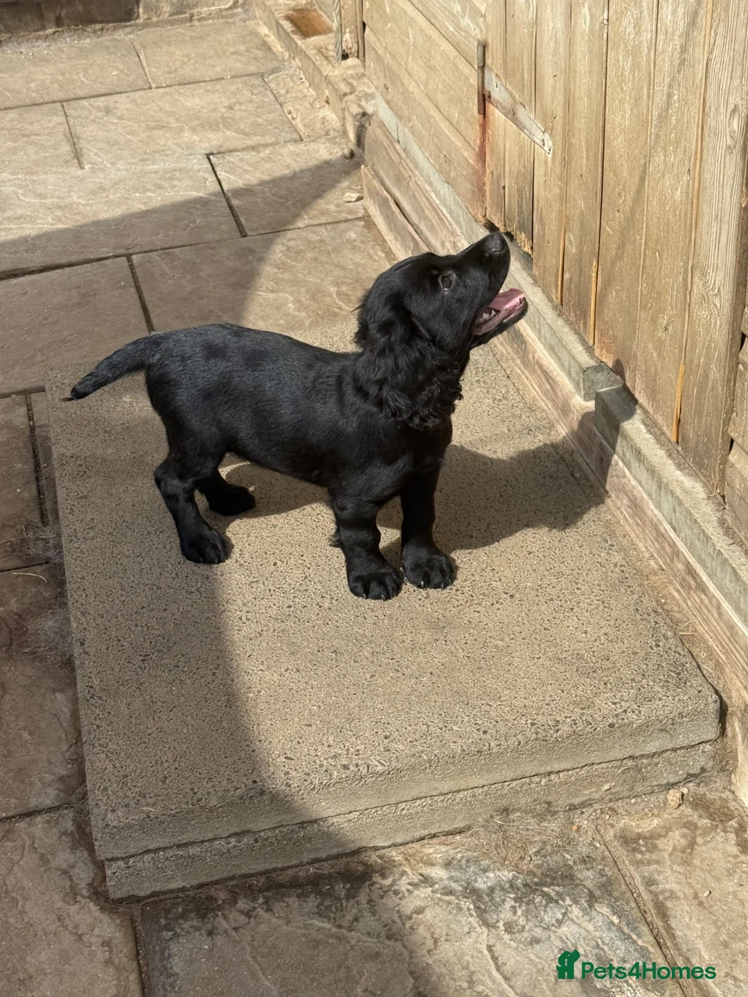 Cocker Spaniel dogs for sale: Cocker spaniel dog pup available due to timewaster - Advert 1