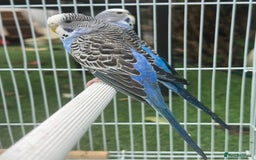 Budgerigars birds for sale: Double split budgies  - Image 4