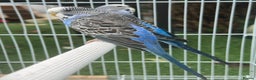 Budgerigars birds for sale: Double split budgies available split of bw/bf - Advert 5