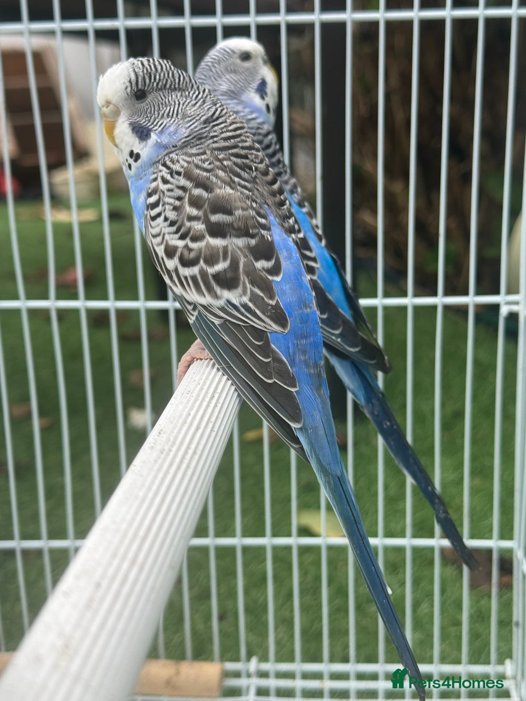Budgerigars birds for sale: Double split budgies  - Image 4