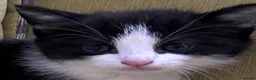 Mixed Breed cats for sale: LAYLA’S GORGEOUS LITTER OF FIVE 🐱 🐈 🐈‍⬛ 🐱 🐈  - Advert 29