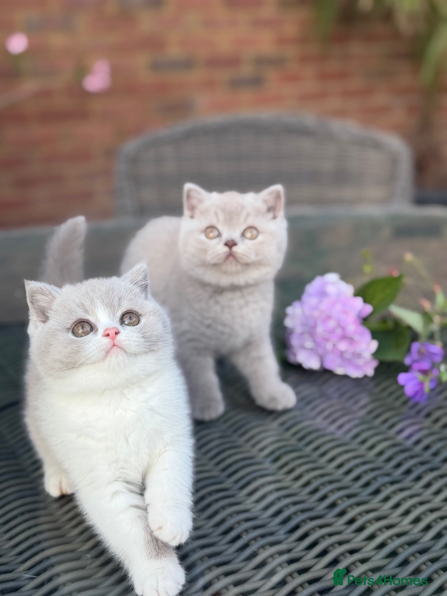 British Shorthair cats FULL PEDIGREE REGISTERED BSH  - Advert 2