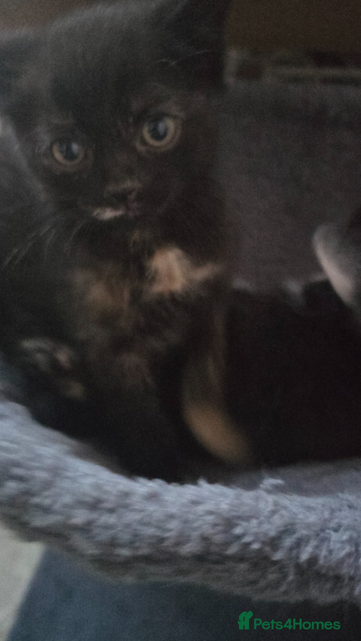 Mixed Breed cats for sale: Lovely 2 girl kittens 😸 😍  - Advert 3