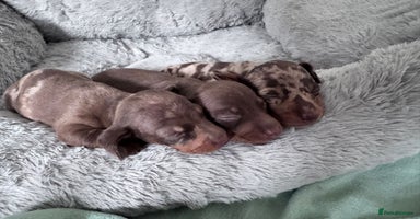 Miniature Dachshund dogs - Advert 6
